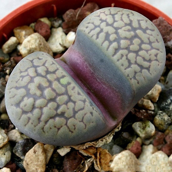 Lithops COMPTONII var WEBERI или Литопс Комптона