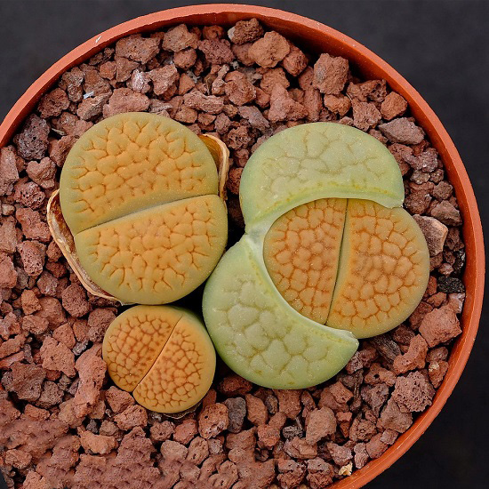 Lithops HOOKERI var LUTEA 