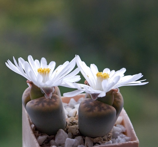 Lithops KARASMONTANA var LERICHEANA или Литопс Карасмонтана