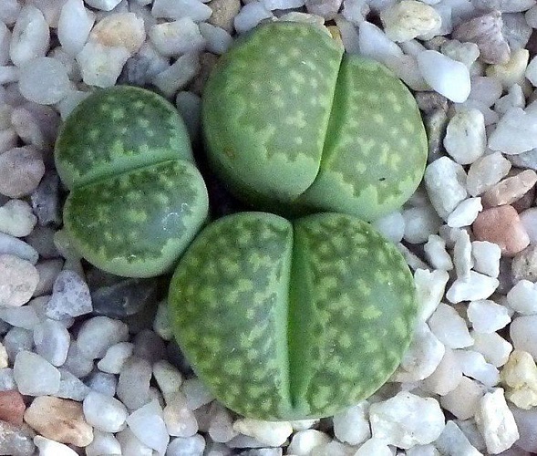 Lithops SALICOLA var MALACHITE или Литопс Солерос