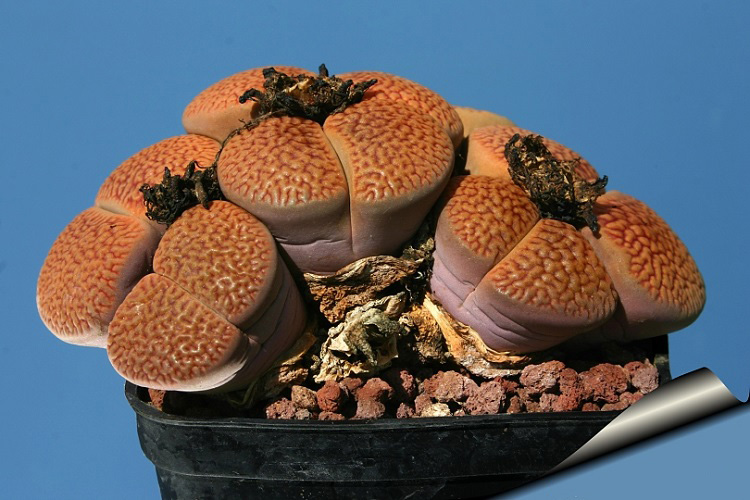 Lithops HOOKERI var MARGINATA или Литопс Хукера