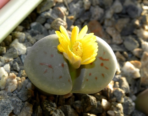 Lithops SCHWANTESII var MARTHAE или Литопс Швантеса