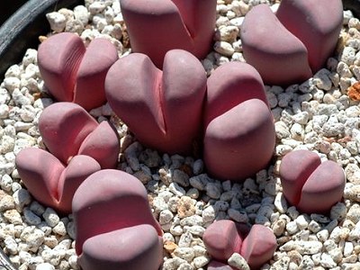 Lithops MEYERI VAR HAMMERUBY или Литопс Мейера