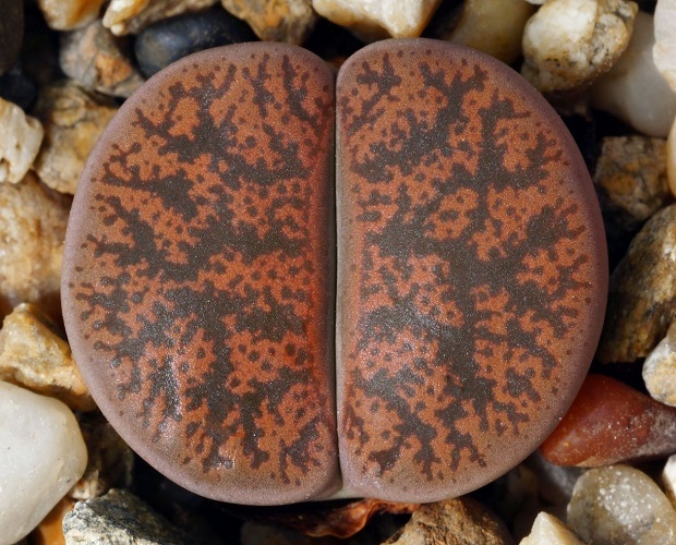 Lithops LESLIEI var MINOR или Литопс Лесли