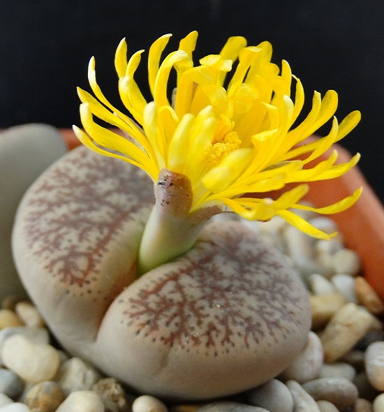 Lithops PSEUDOTRUNCATELLA var MUNDTII или Литопс Ложноусеченный