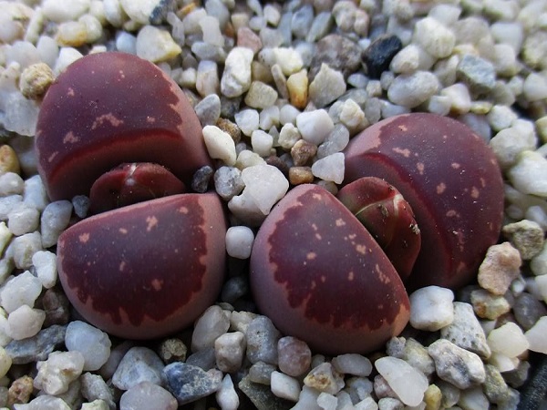 Lithops OLIVACEA var NEOBROWNII или Литопс Оливковый