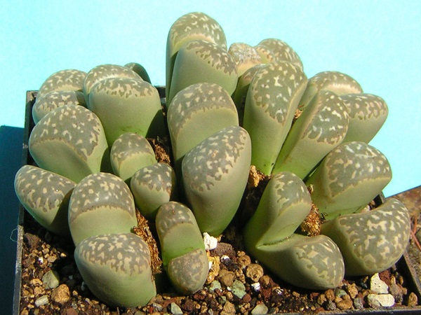 Lithops NAUREENIAE или Литопс Норина