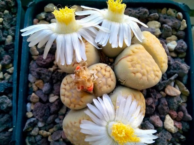 Lithops JULII var FULLERI ROUXII C216 или Литопс Юлиуса