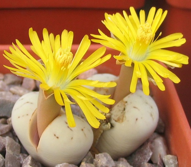 Lithops RUSCHIORUM var C241 или Литопс Рушей