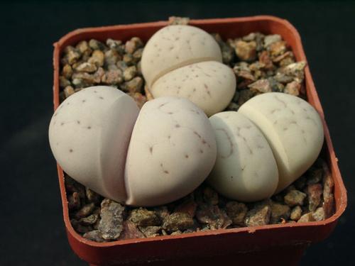 Lithops RUSCHIORUM var C241 или Литопс Рушей