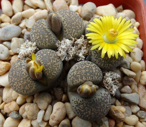 Lithops TERRICOLOR var SPRINGBOKVAKA или Литопс Терриколор