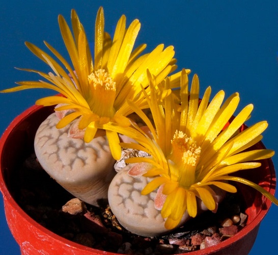 Lithops HOOKERI var SUSANNAE или Литопс Хукера