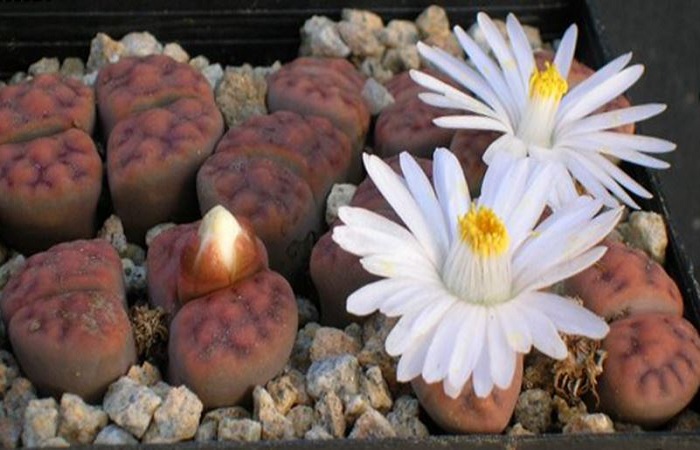 Lithops KARASMONTANA var TISCHERI или Литопс Карасмонтана