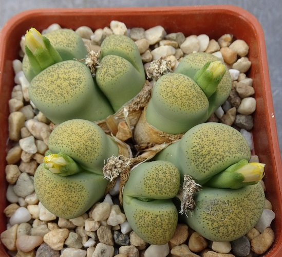 Lithops TERRICOLOR 