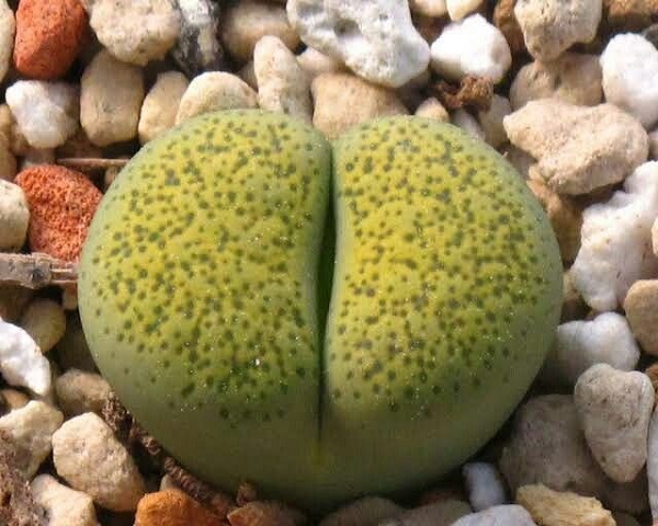 Lithops TERRICOLOR