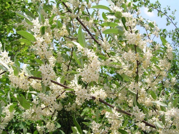 Elaeagnus MULTIFLORA или Лох Многоцветковый