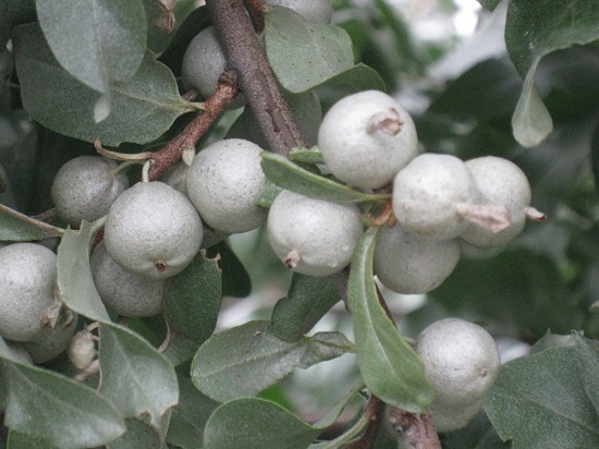 Elaeagnus COMMUTATA или Лох Серебристый 