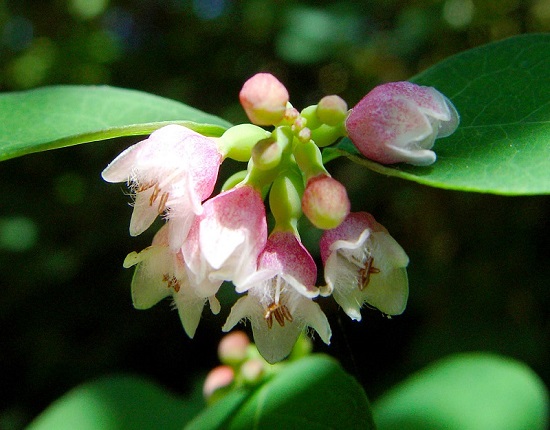 Symphoricarpos ALBUS или Снежнеягодник Белый