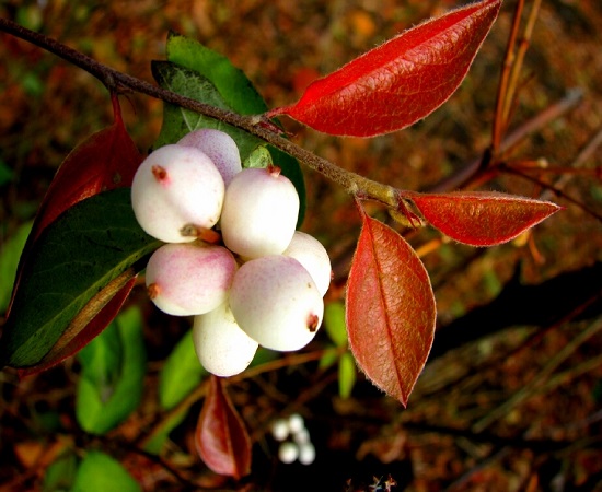 Symphoricarpos ALBUS или Снежнеягодник Белый