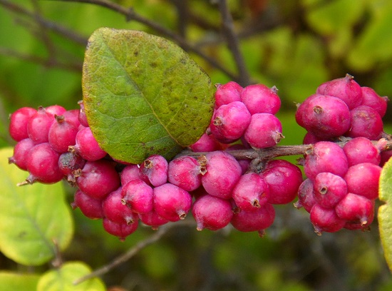 Symphoricarpos ORBICULATUS или Снежнеягодник Округлый