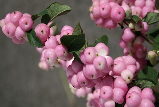 Symphoricarpos ORBICULATUS или Снежнеягодник Округлый