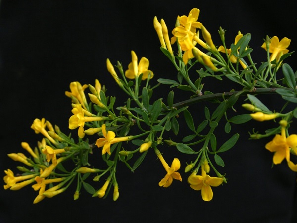 Jasminum FRUTICANS или Жасмин Кустарниковый