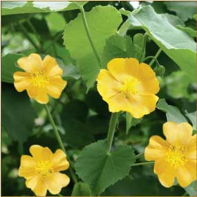 Abutilon INDICUM или Абутилон Индийский