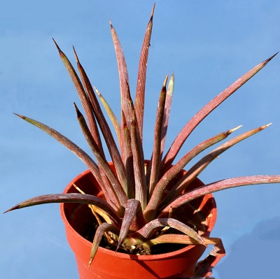 Agave STRICTA v RUBRA или Агава Сжатая