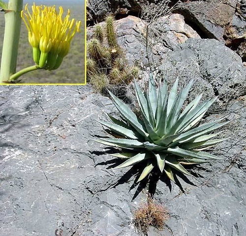 Agave DESERTI или Агава Пустынная