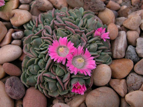 Aloinopsis SPATHULATA или Алоинопсис Лапатчатый