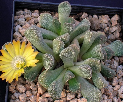 Aloinopsis LUCKHOFFII или Алоинопсис Люкхоффа 