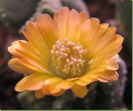 Aloinopsis LUCKHOFFII или Алоинопсис Люкхоффа