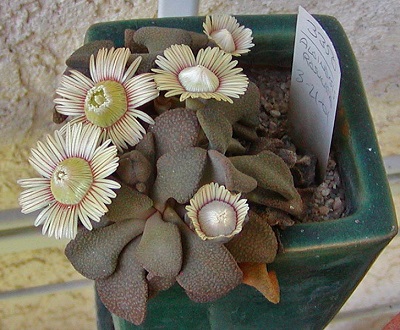 Aloinopsis ROSULATA или Алоинопсис Розеточный 