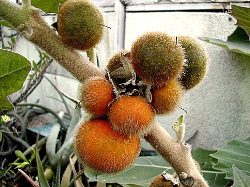 Solanum QUITOENSE или Апельсиновый Томат