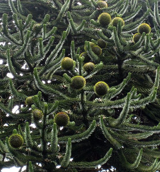 Araucaria Bidwillii или Араукария Бидвилла 