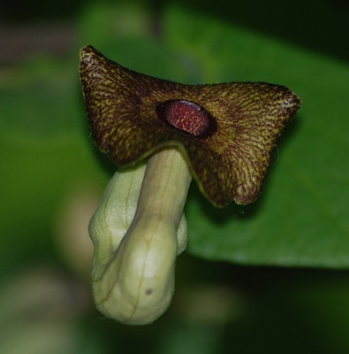 Aristolochia DURIOR или Аристолохия Крупнолистная