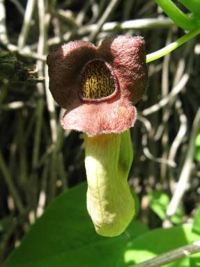 Aristolochia MANSHURIENSIS или Аристолохия Манчжурская 