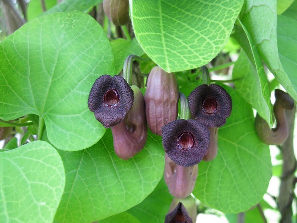 Aristolochia MANSHURIENSIS или Аристолохия Манчжурская