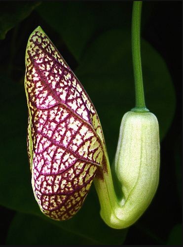 Aristolochia ELEGANS или Аристолохия Изящная 