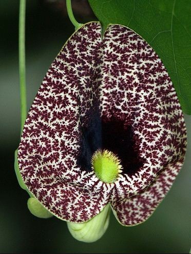 Aristolochia ELEGANS или Аристолохия Изящная 