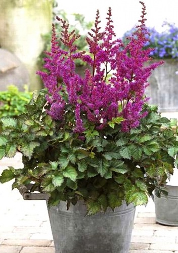 Astilbe CHINENSIS MIXED или Астильба Китайская