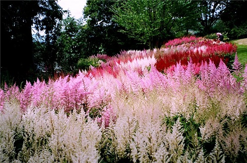 Astilbe CHINENSIS MIXED или Астильба Китайская