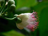 Barringtonia ACUTANGULA