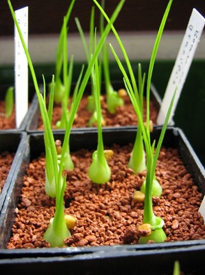 Beaucarnea GRACILIS или Бокарнея Изящная