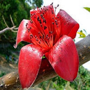 Bombax Ceiba или Красное Шелковое Дерево