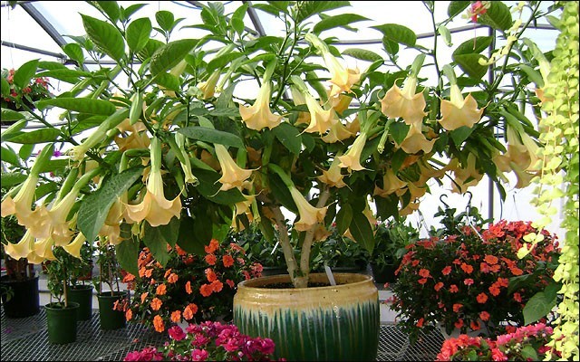 Brugmansia SUAVEOLENS YELLOW или Бругмансия Душистая Желтая