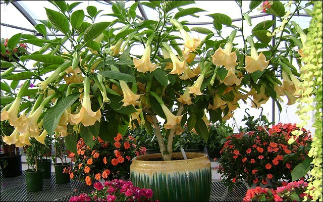 Brugmansia SUAVEOLENS YELLOW или Бругмансия Душистая Желтая