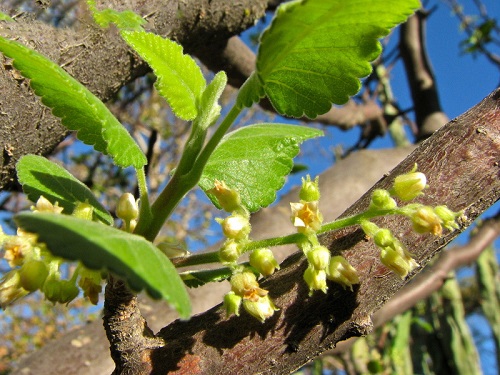 Bursera HINDSIANA или Бурсера Хиндса