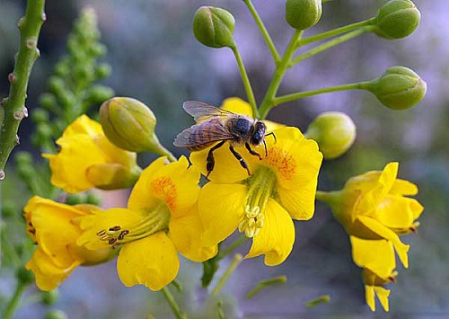 Caesalpinia MEXICANA или Цезальпиния Мексиканская