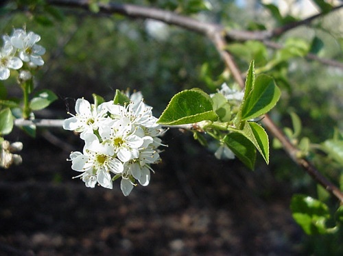 Prunus MAHALEB или Черемуха Антипка 